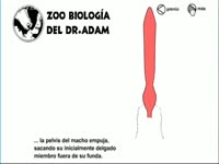 Biological during a canine penetration with a woman